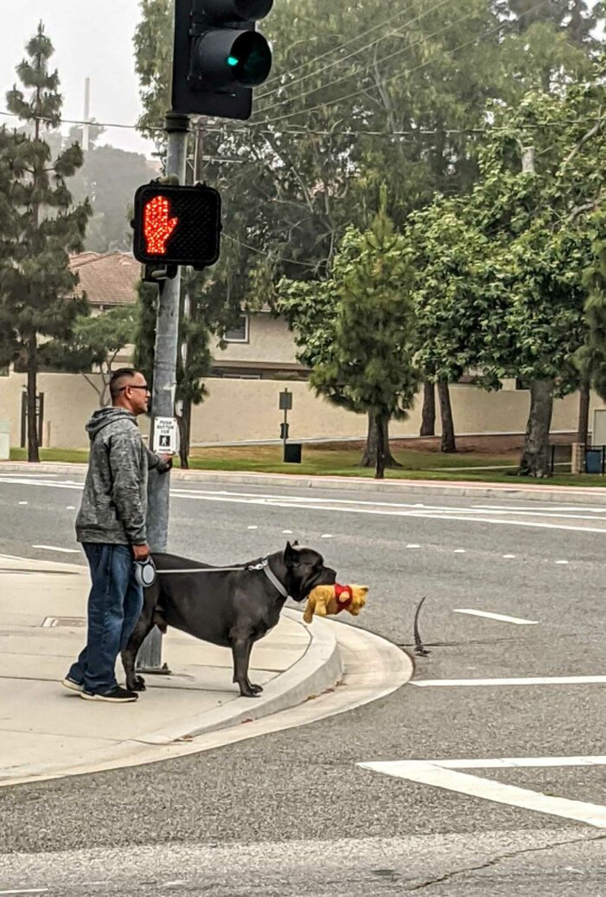 large black dog being held on leash by a man and the dog is holding a winnie the pooh toy in the mouth on a road waiting to cross