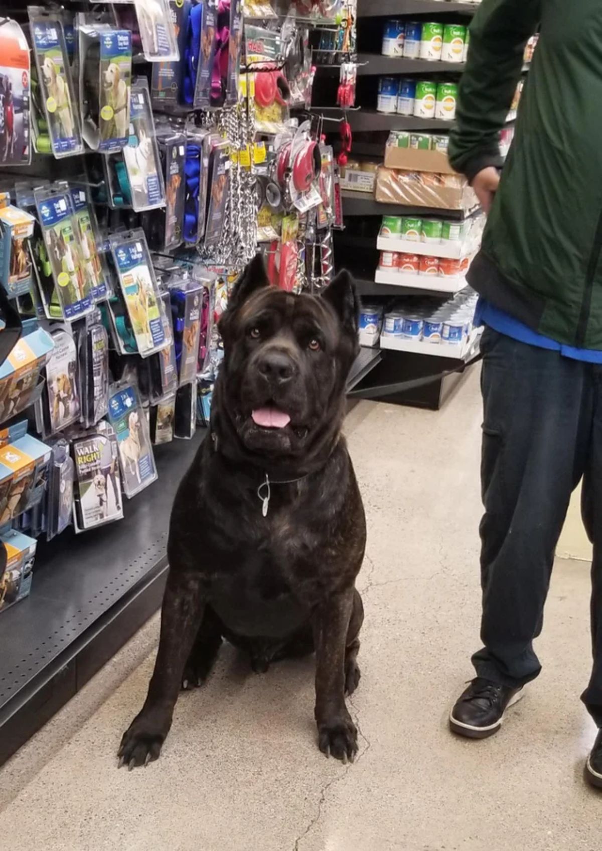 large black dog on a leash next to a person in a store