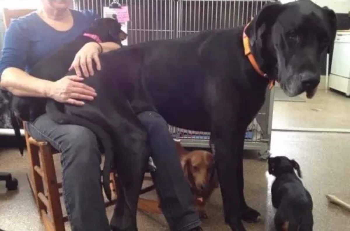 large black dog sitting on someone's lap with the front legs on the floor