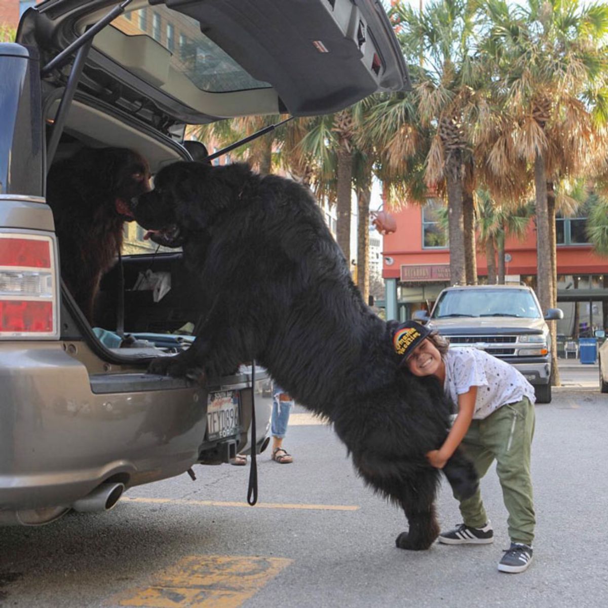 large black newfoundland standing on hind legs with front paws on the back of a car with someone holding the back of the dog