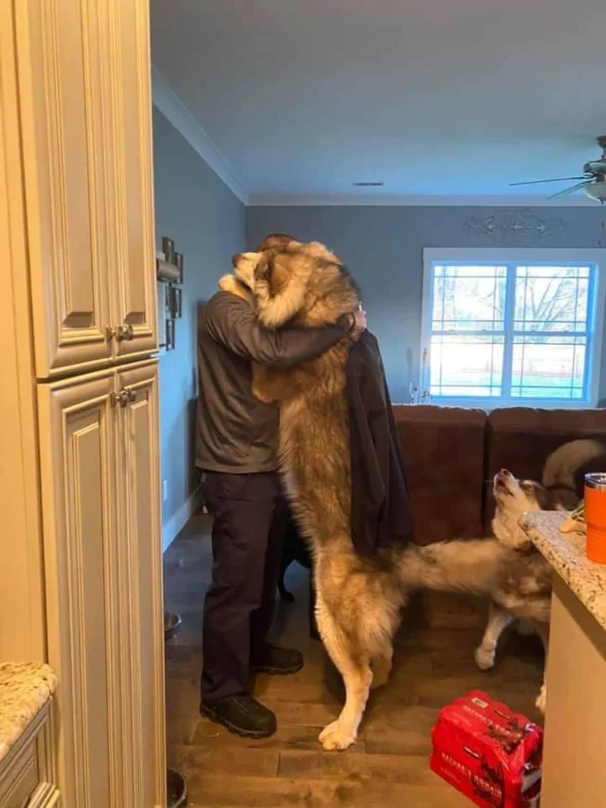 large brown alaskan malamute standing on hind legs and being hugged by someone
