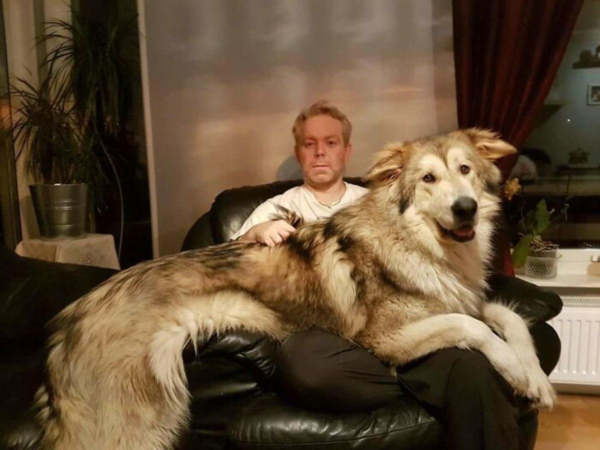 large brown and white dog laying across a man's lap