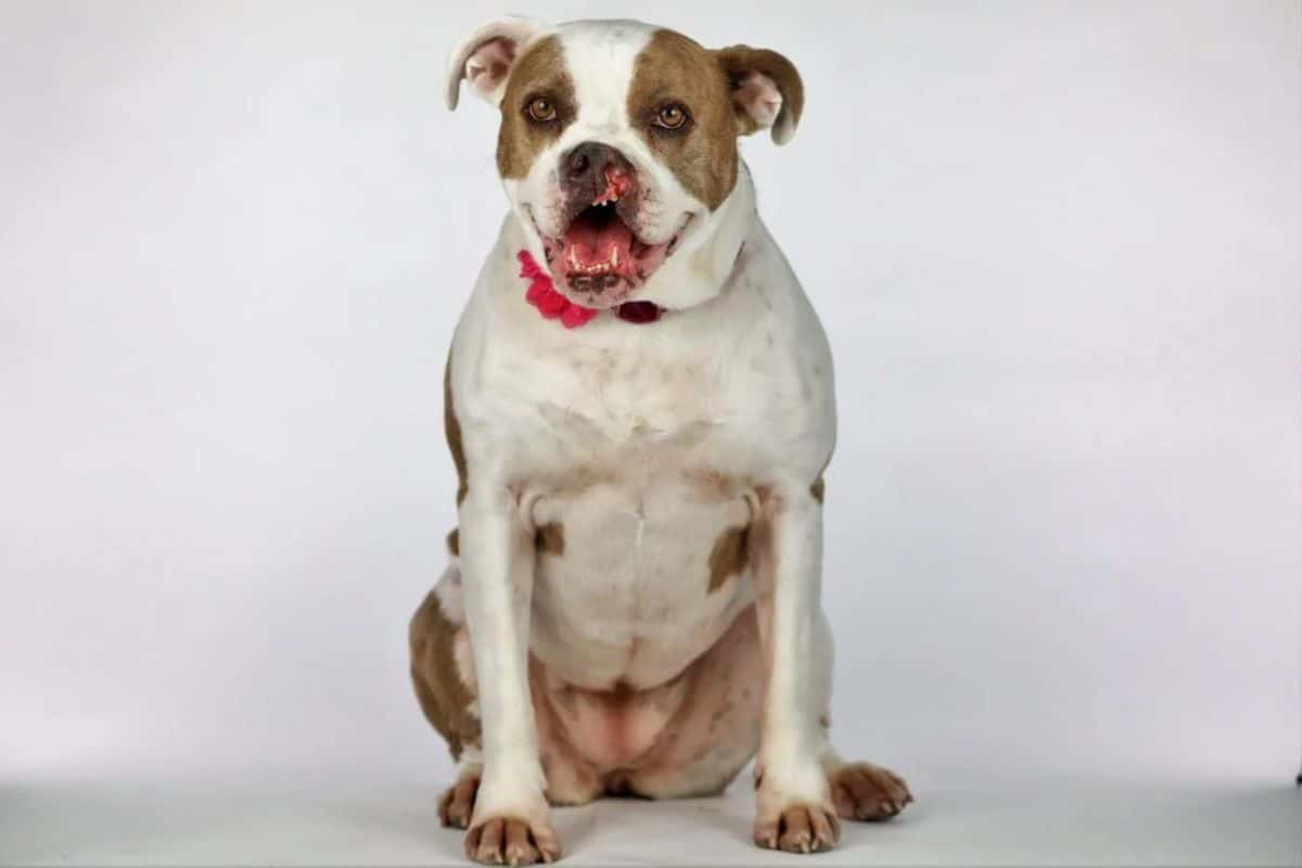 large brown and white dog with a cleft palate with the mouth open in a smile