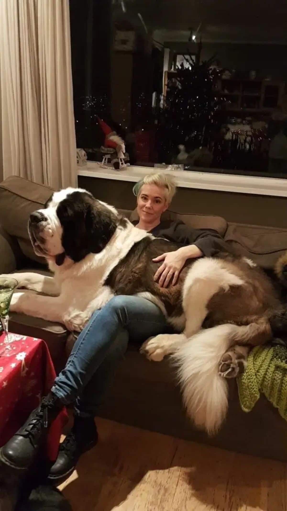 large brown and white st bernard laying on a woman's lap