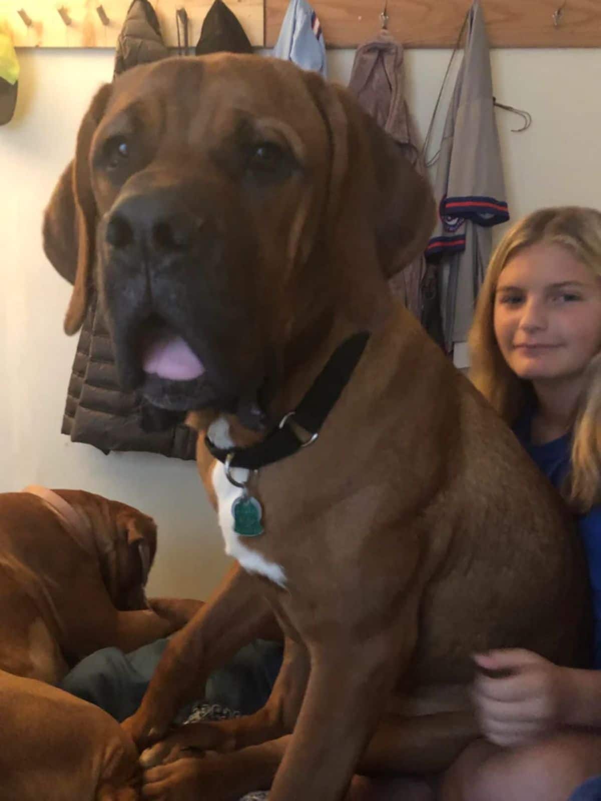 large brown dog sitting on a woman sitting on a sofa with another brown dog in the background