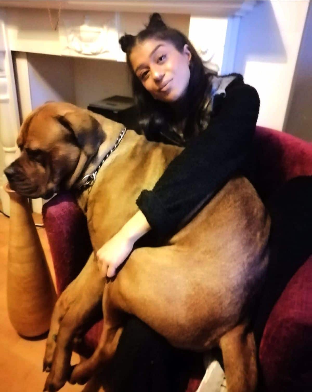 large brown dog sitting on a woman's lap.jfif