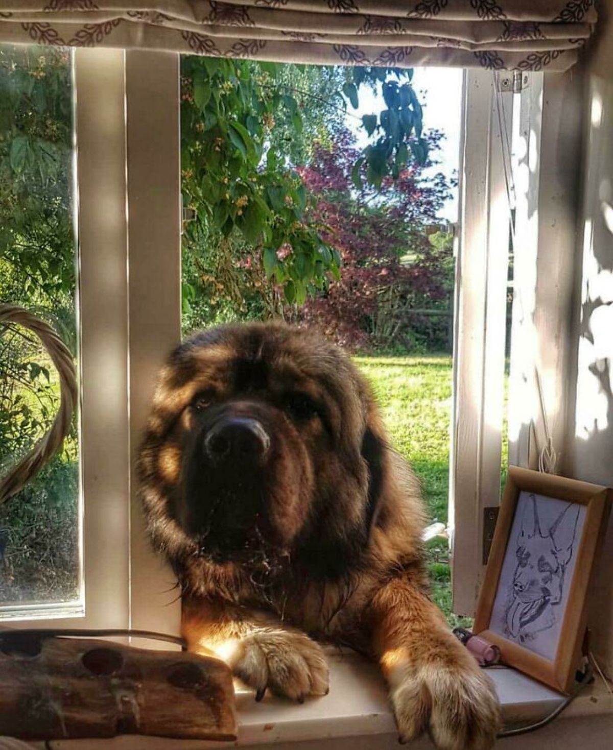 large brown fluffy dog leaning in through a window from outside
