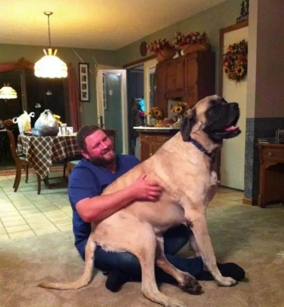 large brown mastiff sitting on a man's lap while he's sitting on the floor