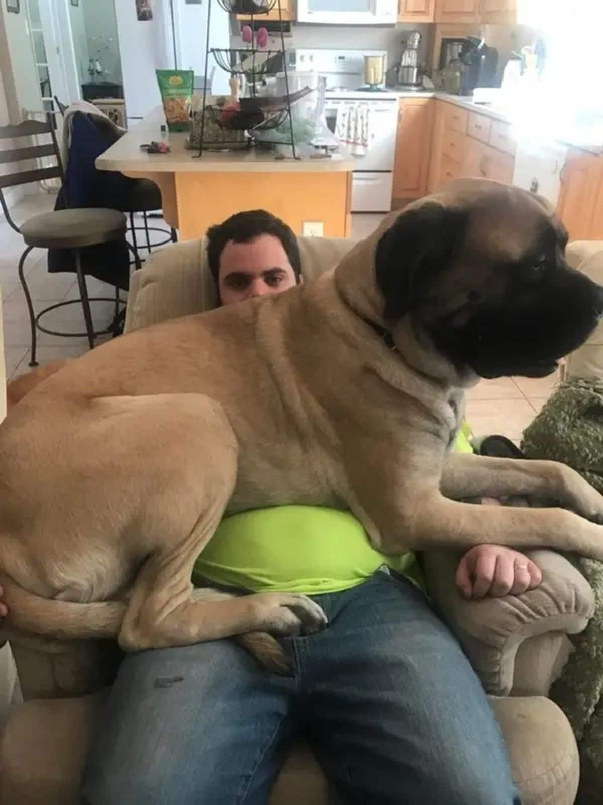 large brown mastiff sitting on a man's lap