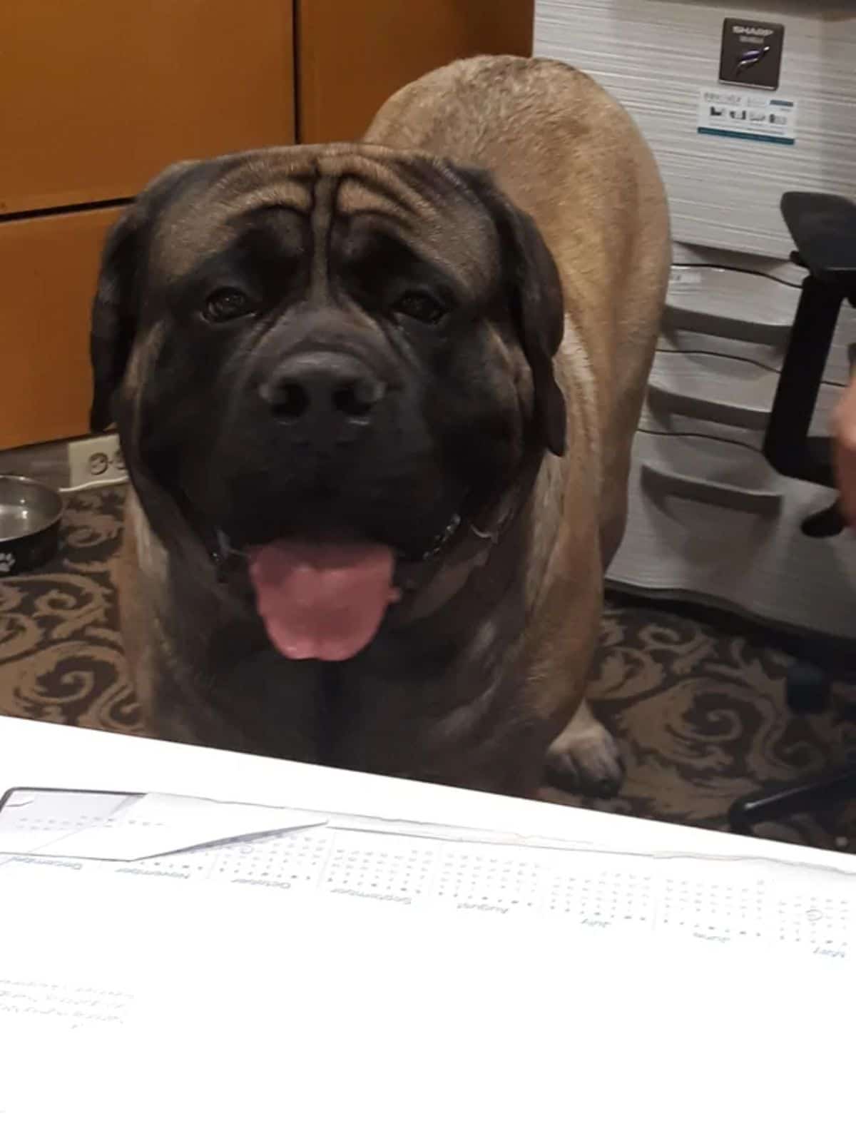 large brown mastiff standing and looking at the camera