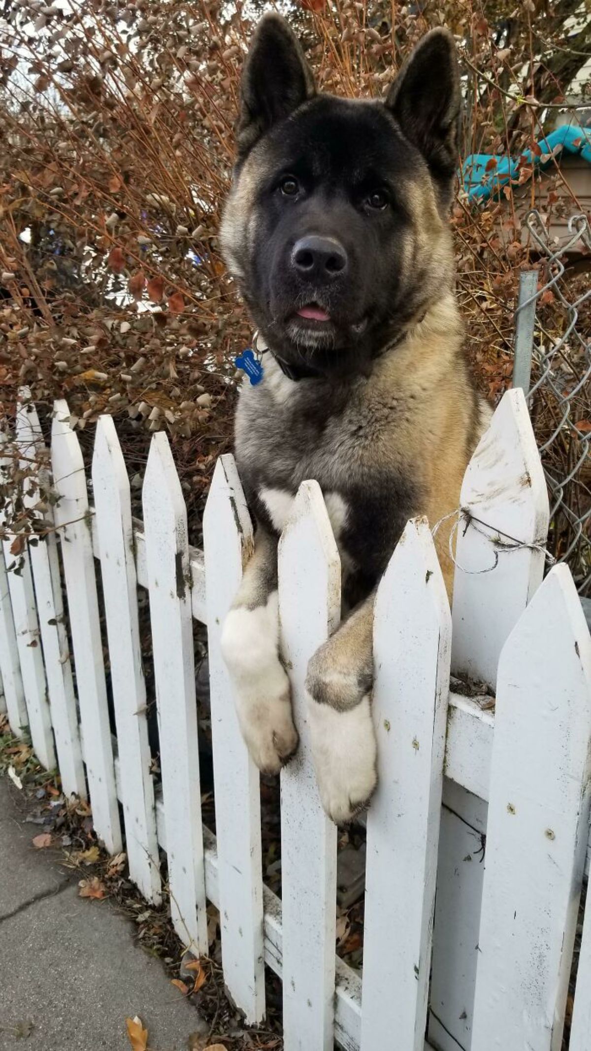 large brown white and black dog standing on hind legs over a white fence