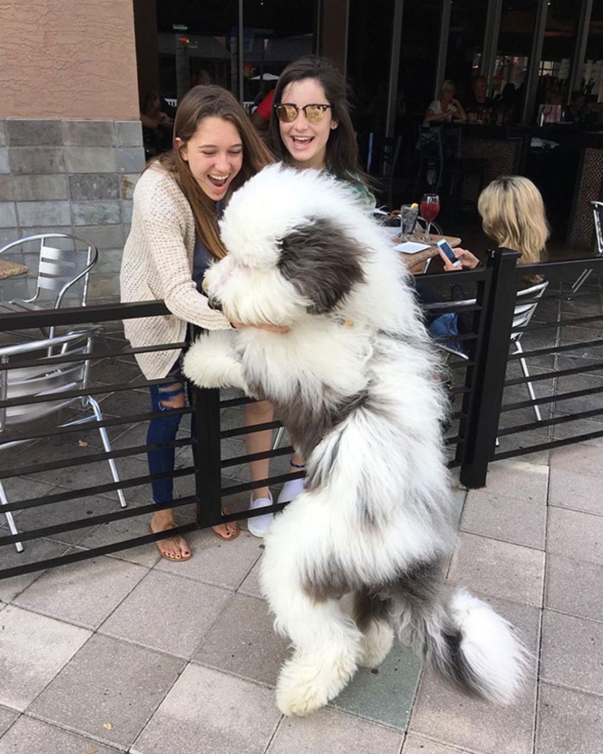 large fluffy black and white dog standing on hind legs and getting petted over a black metal railing