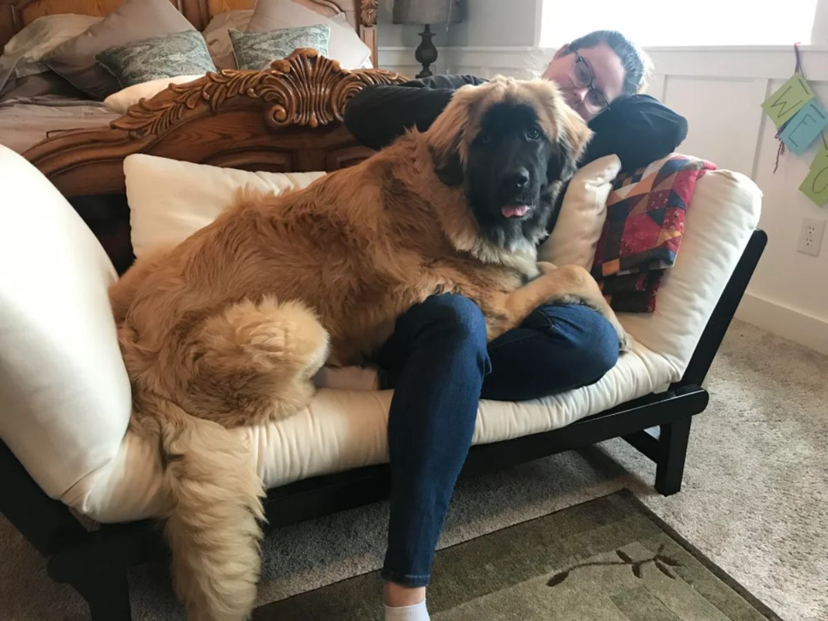 large fluffy brown and black dog laying across a woman laying on a sofa