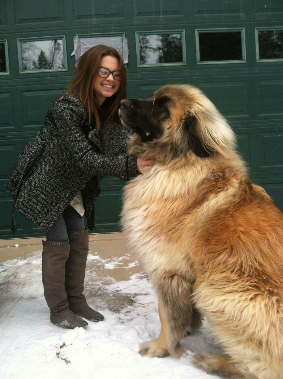 large fluffy brown dog being petted by a woman