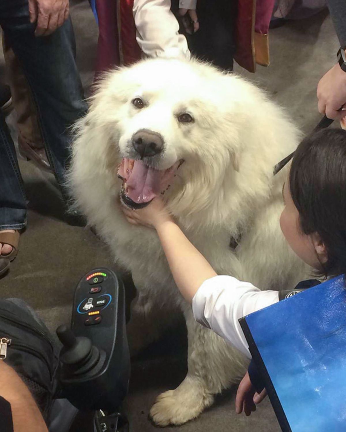 large fluffy white dog getting petted by people
