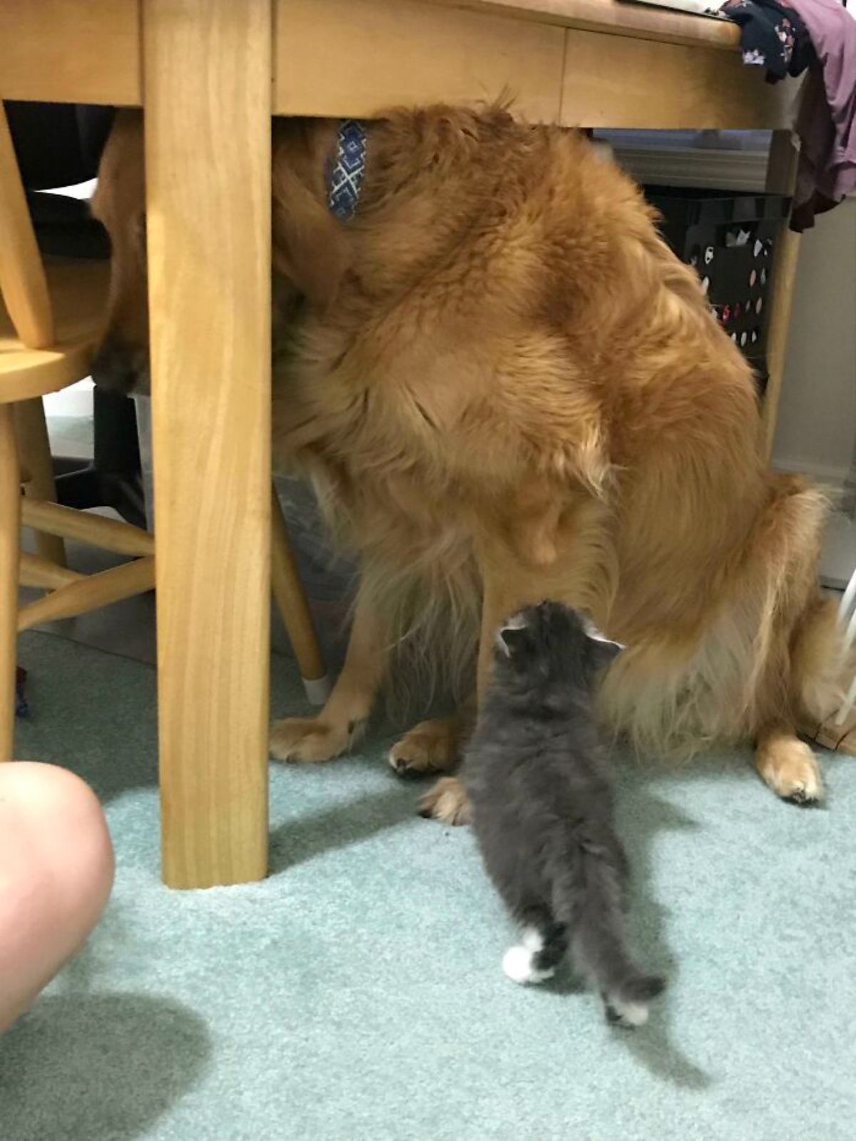 large golden retriever hiding under a table from a small grey kitten