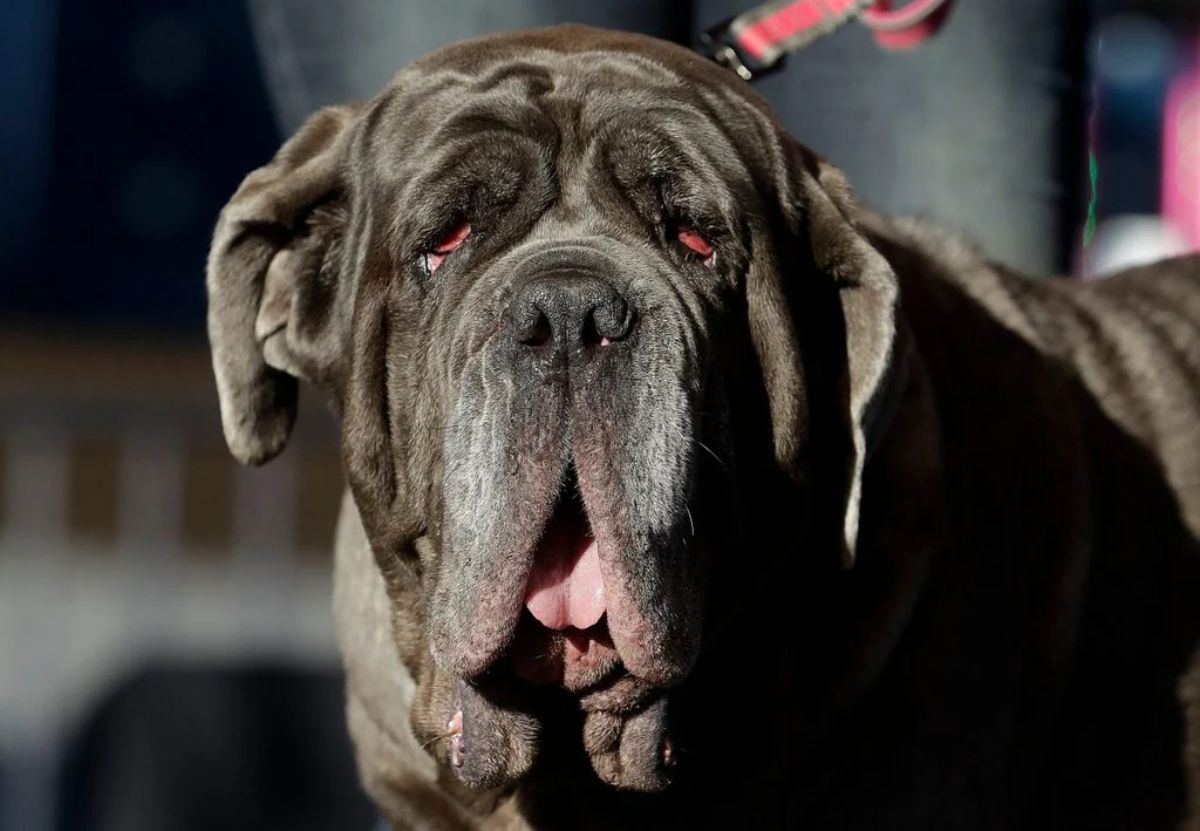 large grey black neapolitan mastiff staring at the camera