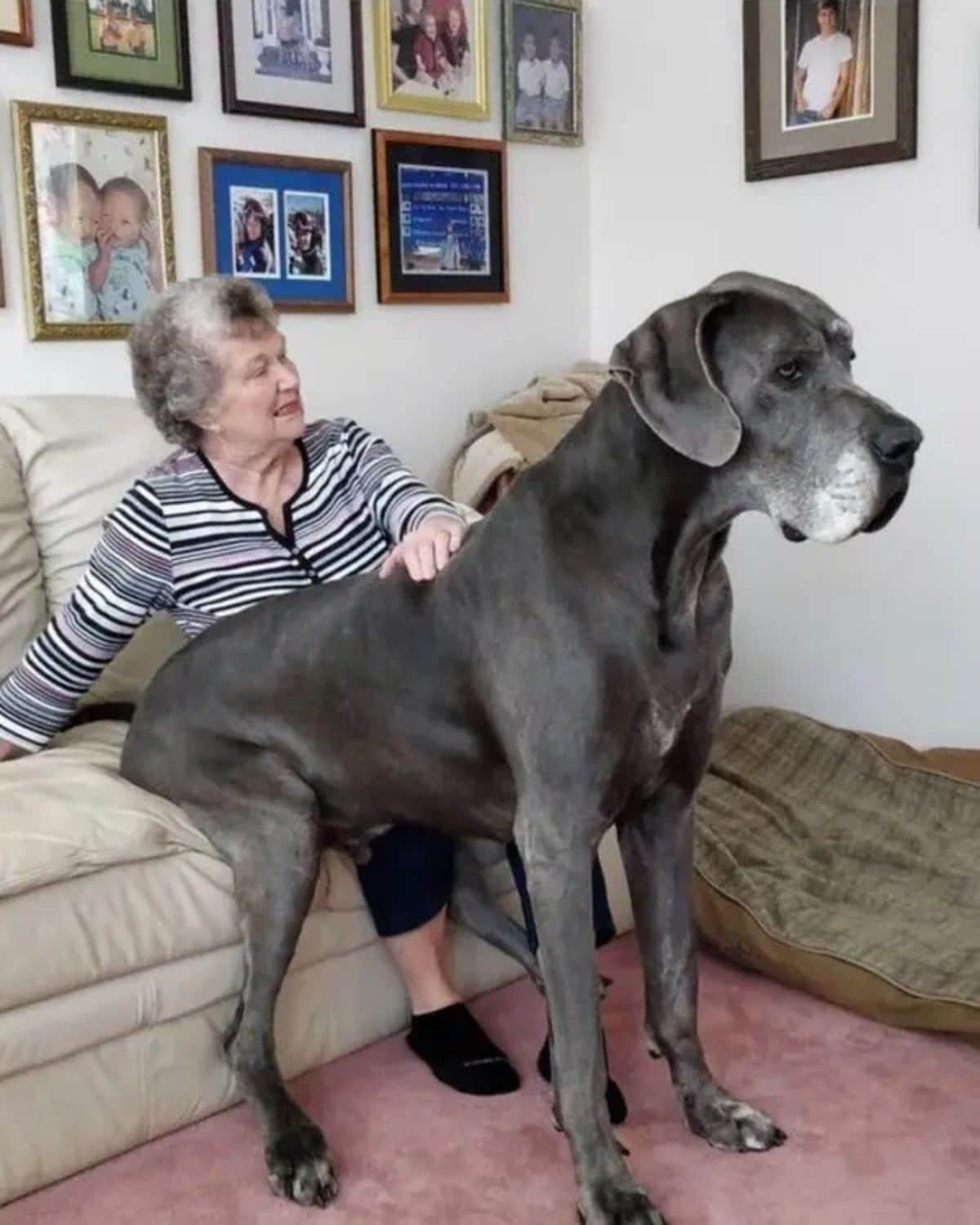 large grey dog sitting on a brown sofa next to an old woman and the dog's front legs are on the floor