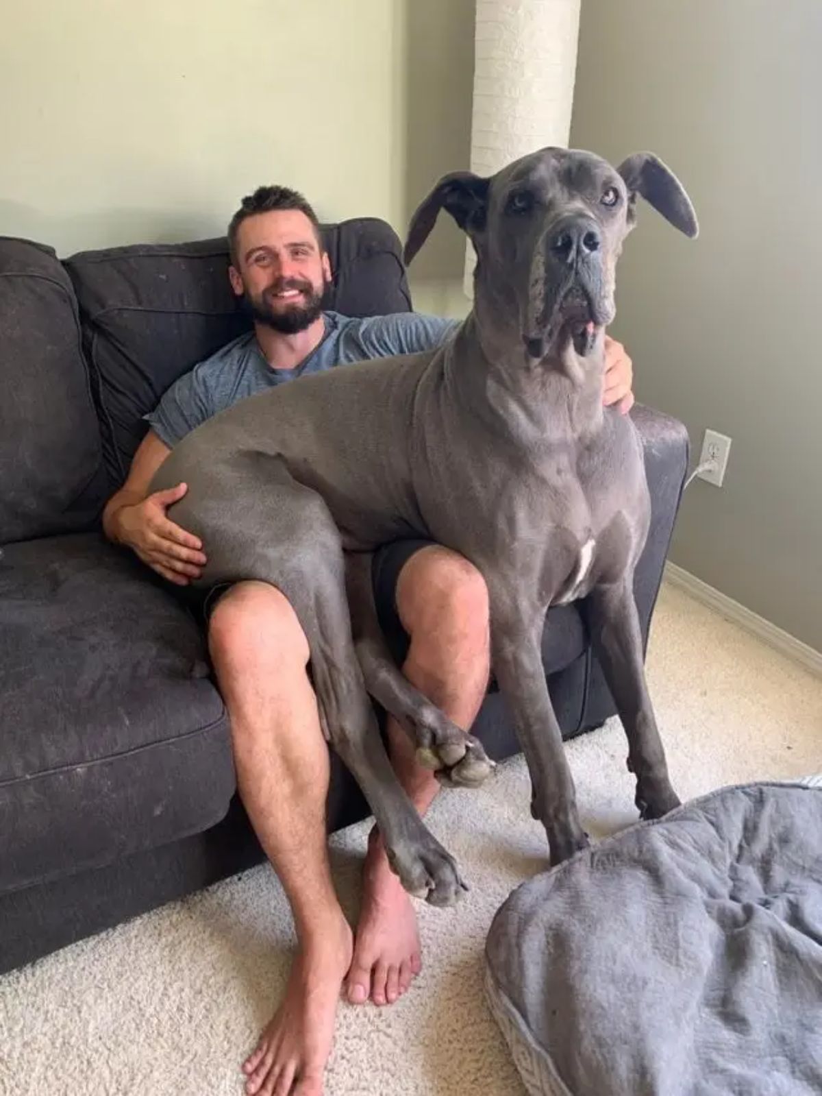 large grey dog sitting on a man's lap with the dig's front legs on the floor