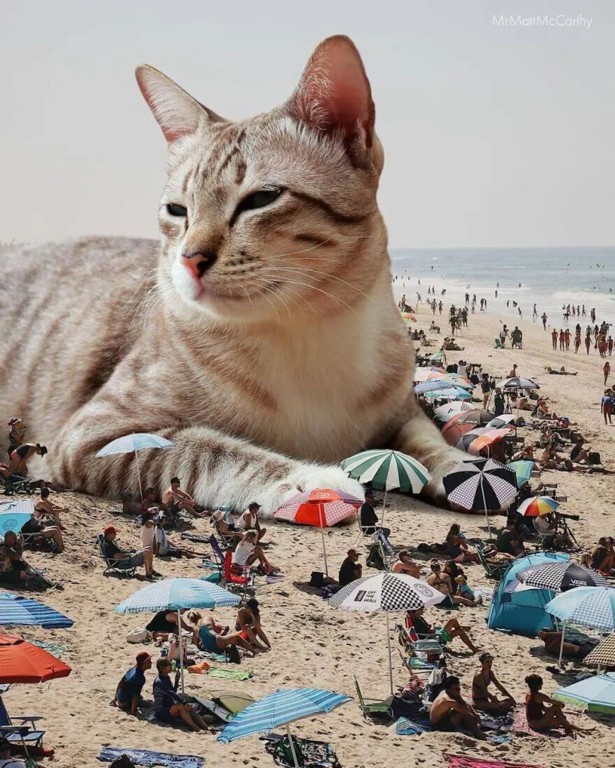 large photoshopped grey and white cat laying on a beach surrounded by people
