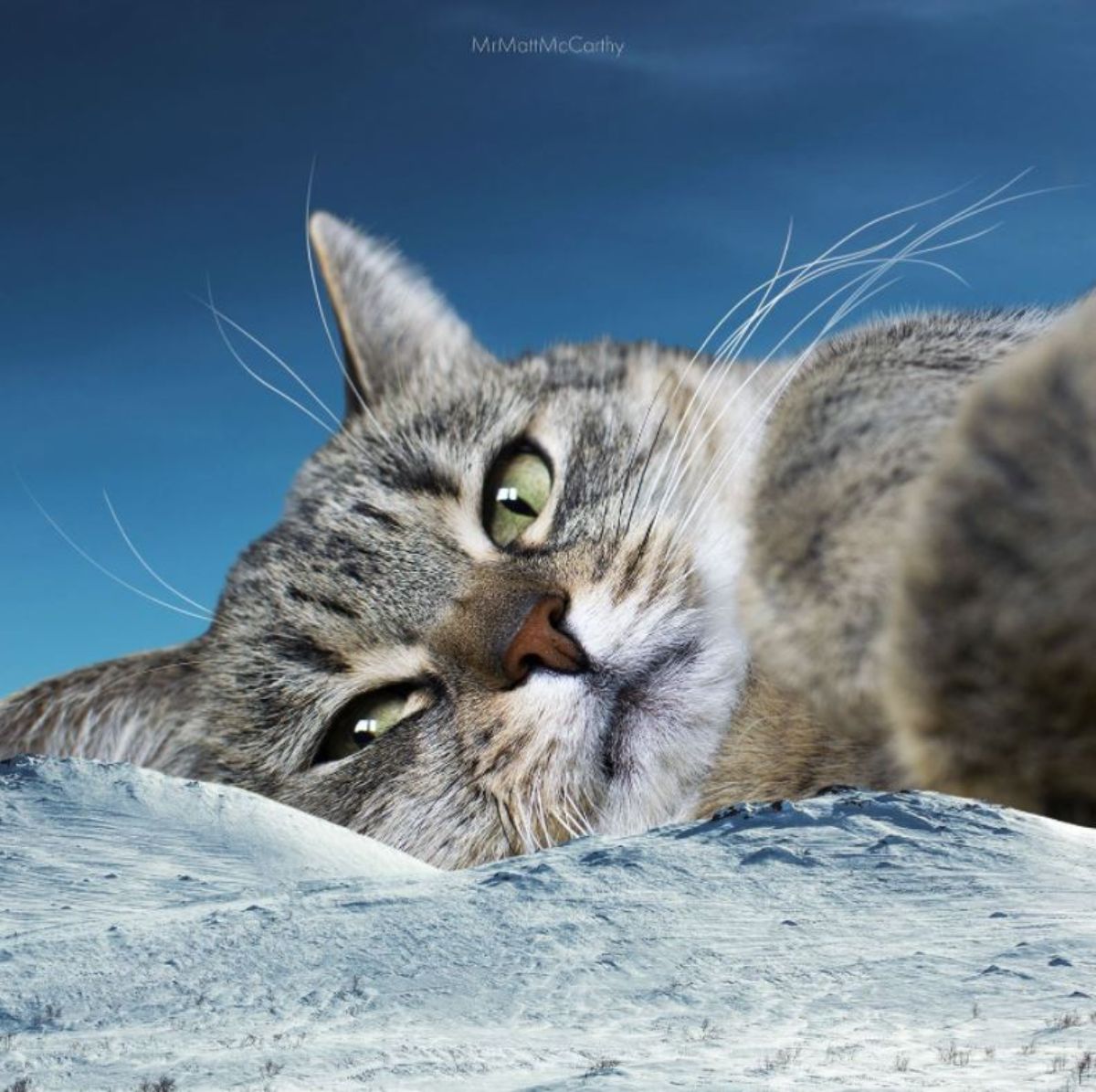 large photoshopped grey and white tabby cat laying sideways on ice mountains