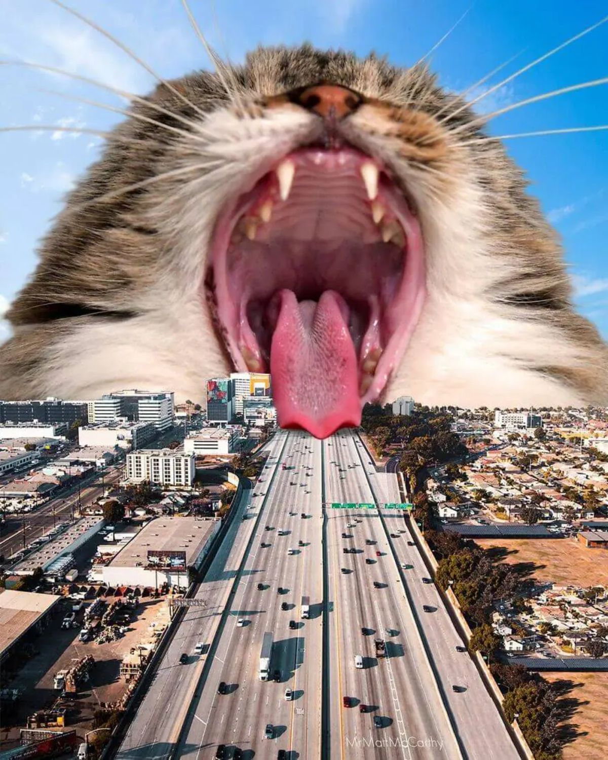 large photoshopped grey and white tabby cat with the mouth wide open in front of a highway