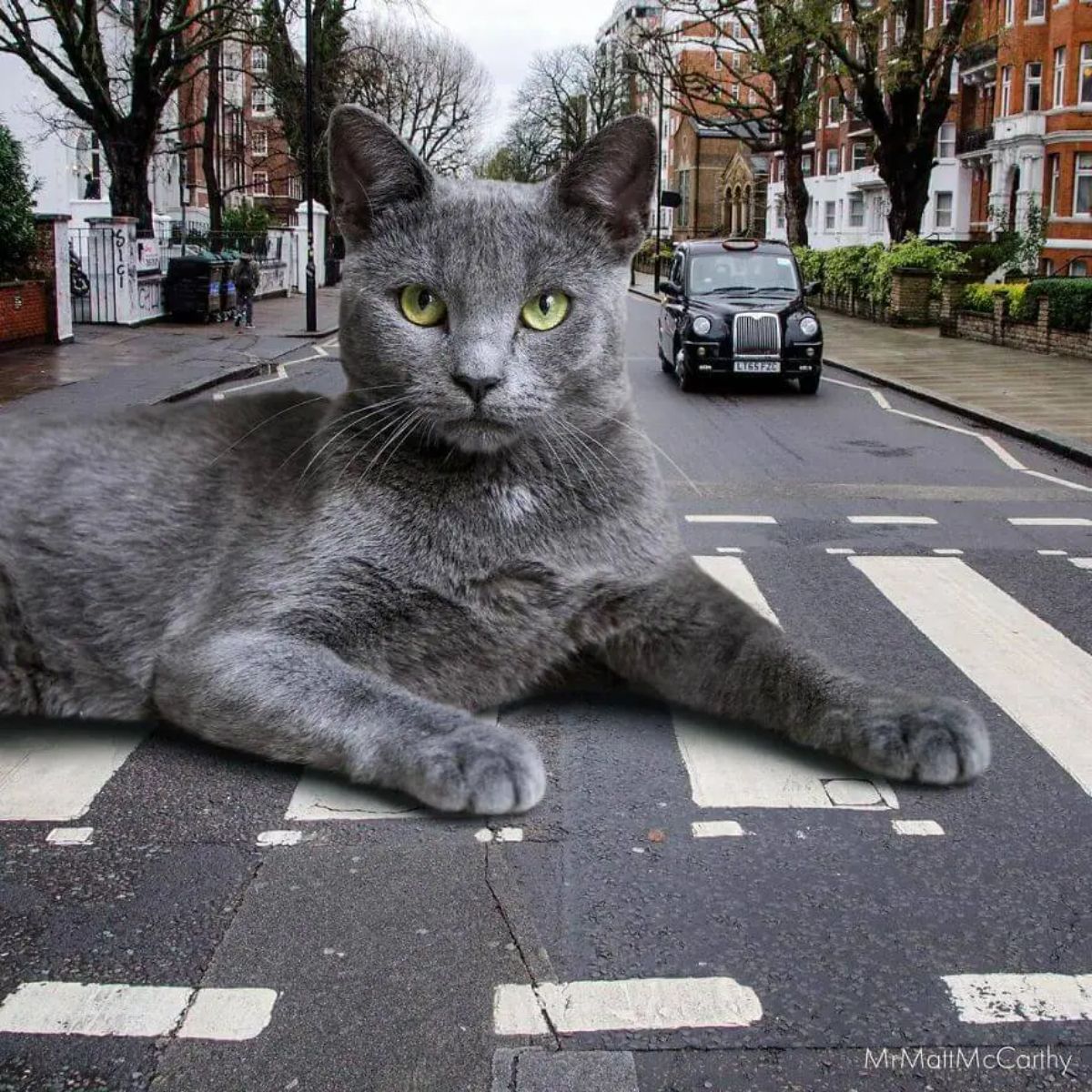 large photoshopped grey cat laying on the pedestrian walk on the road