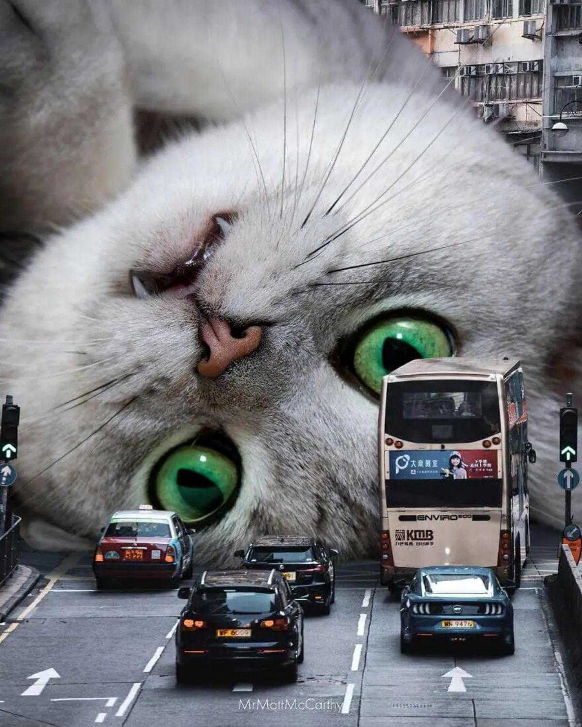 large photoshopped grey cat's head blocking the vehicles on the road