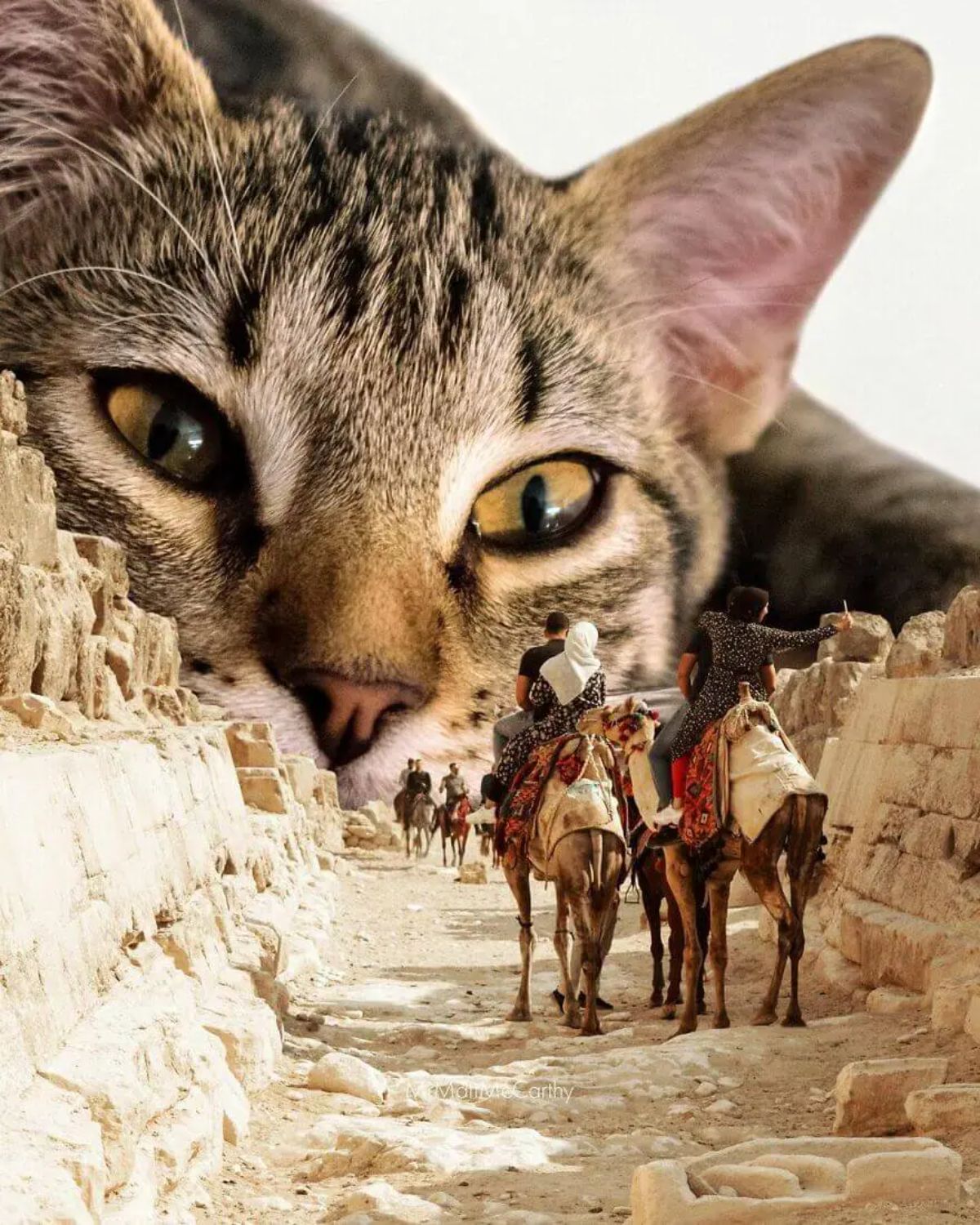 large photoshopped grey cat's head blocking the way in front of people on some camels