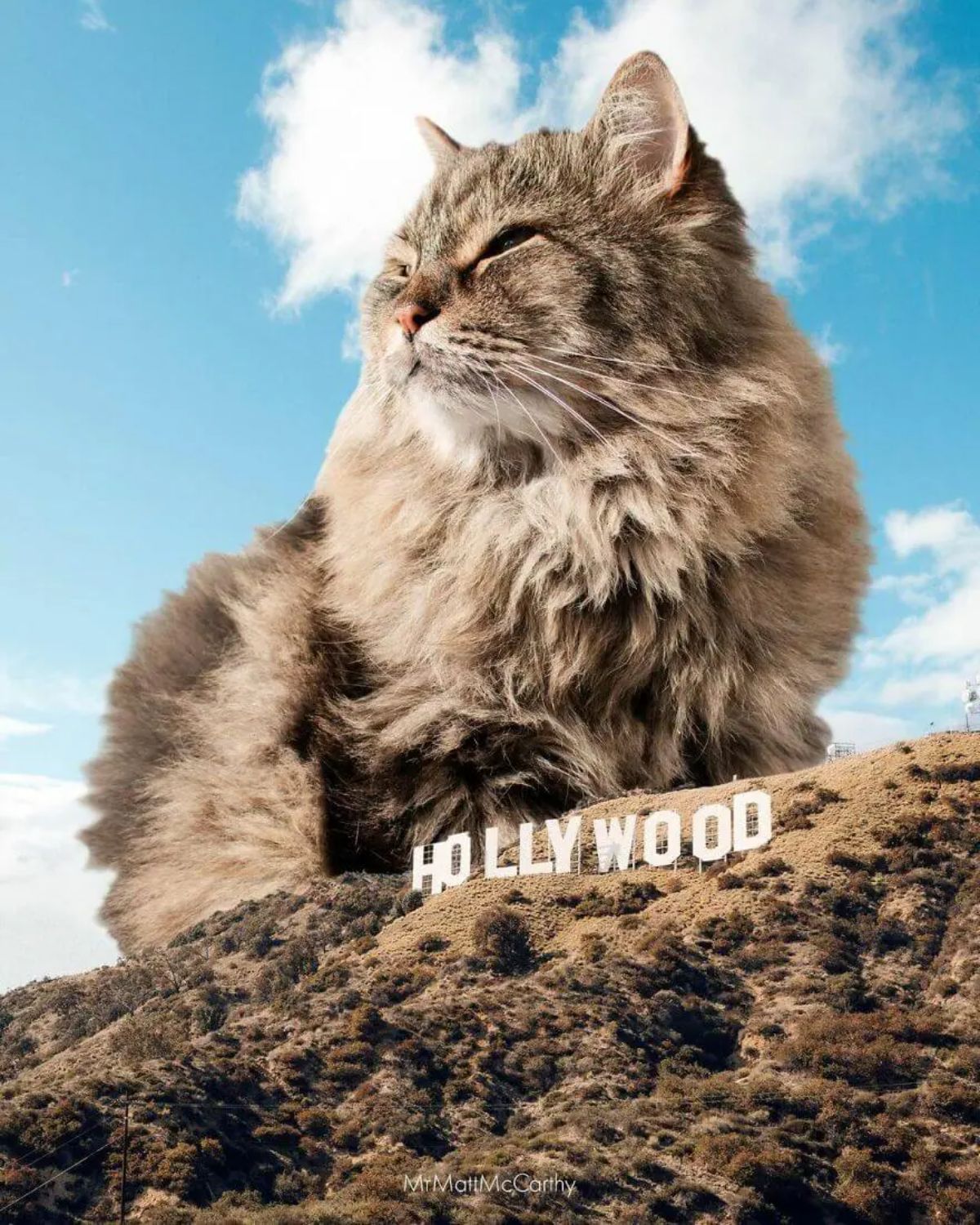 large photoshopped grey fluffy cat sitting on a hill next to the Hollywood sign