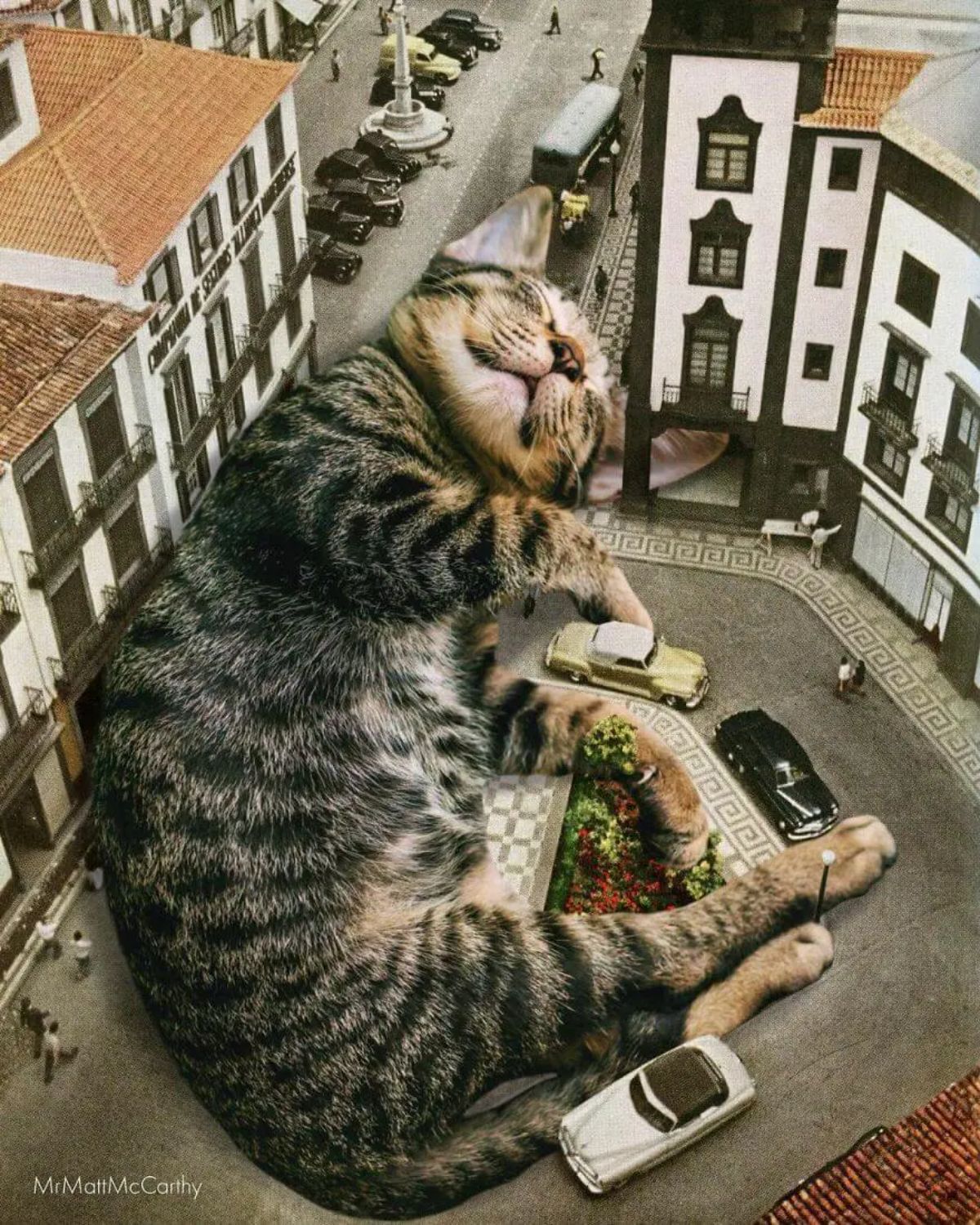 large photoshopped grey kitten sleeping sideways on a road with buildings and vehicles