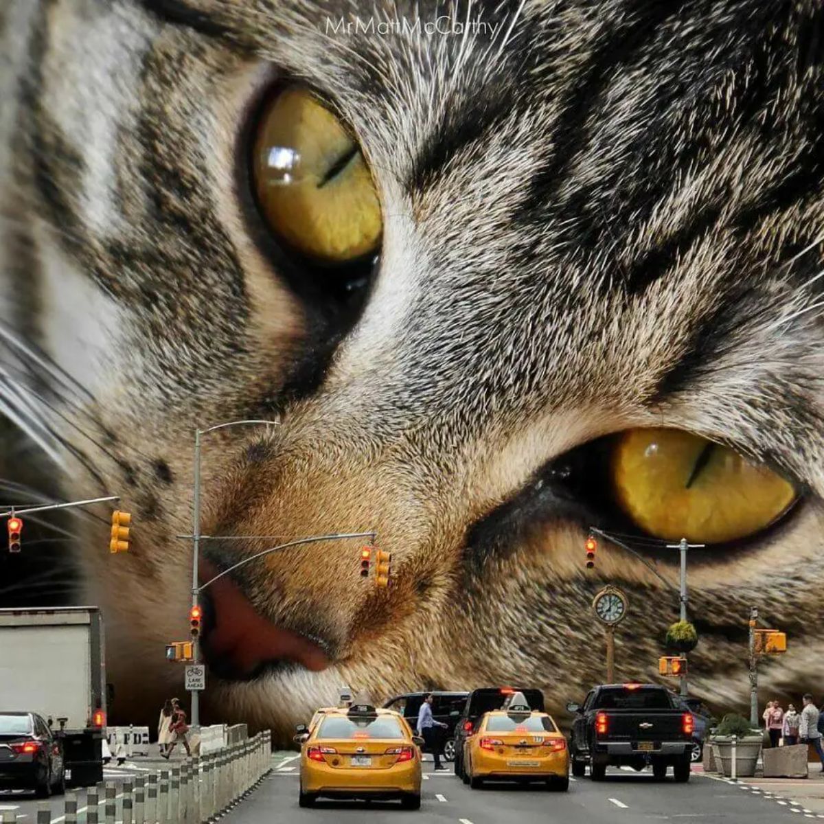 large photoshopped grey tabby cat's head blocking vehicles on a road