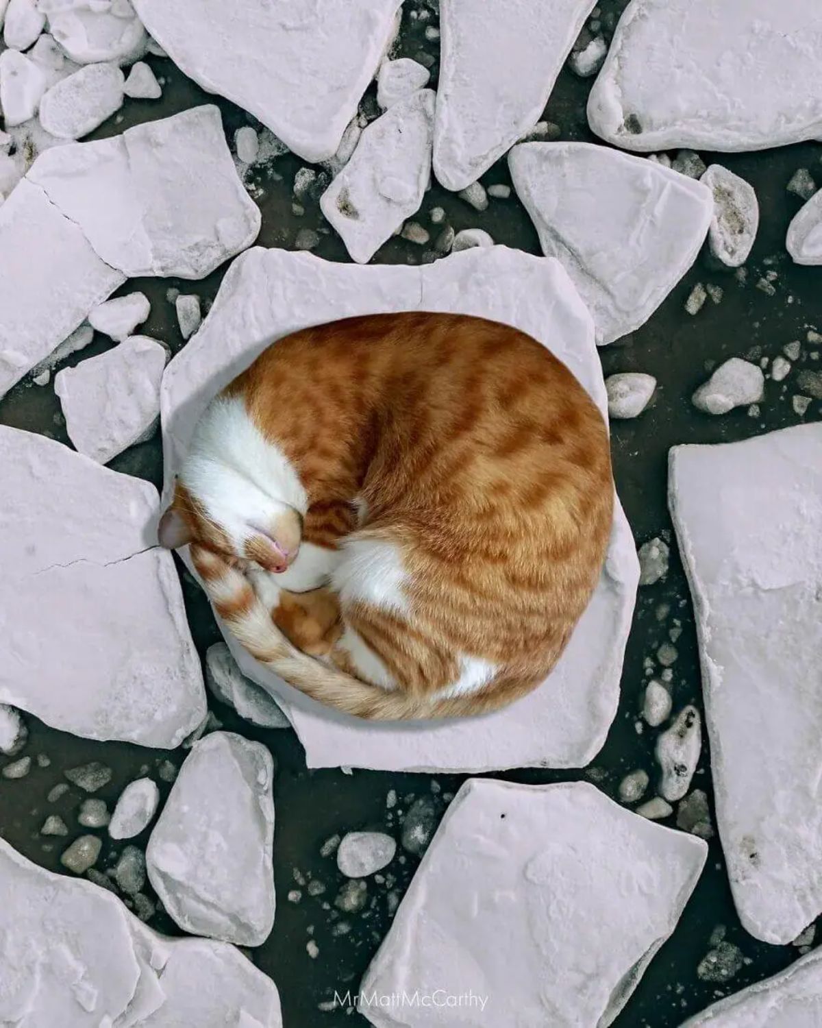large photoshopped orange and white cat sleeping curled up on ice surrounded by more ice