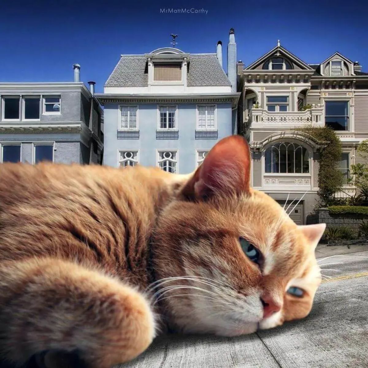 large photoshopped orange and white cat sleeping on a road in front of some houses