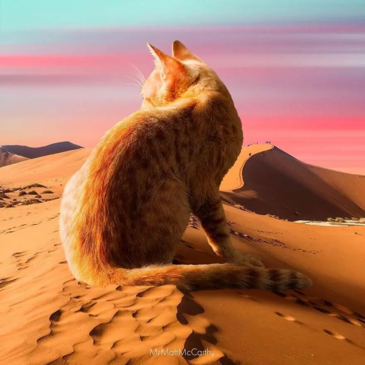 large photoshopped orange cat sitting in a sandy desert