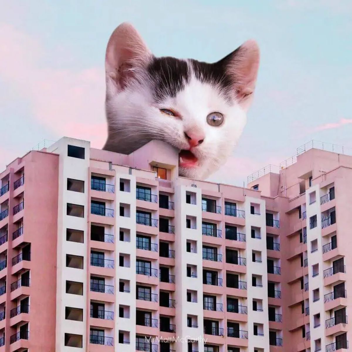 large photoshopped white and black kitten chewing a white and pink building