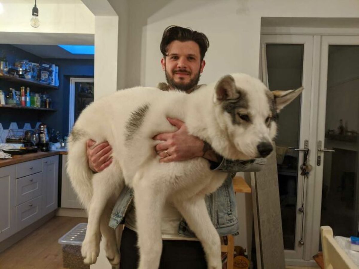 large white and brown dog being held by a man