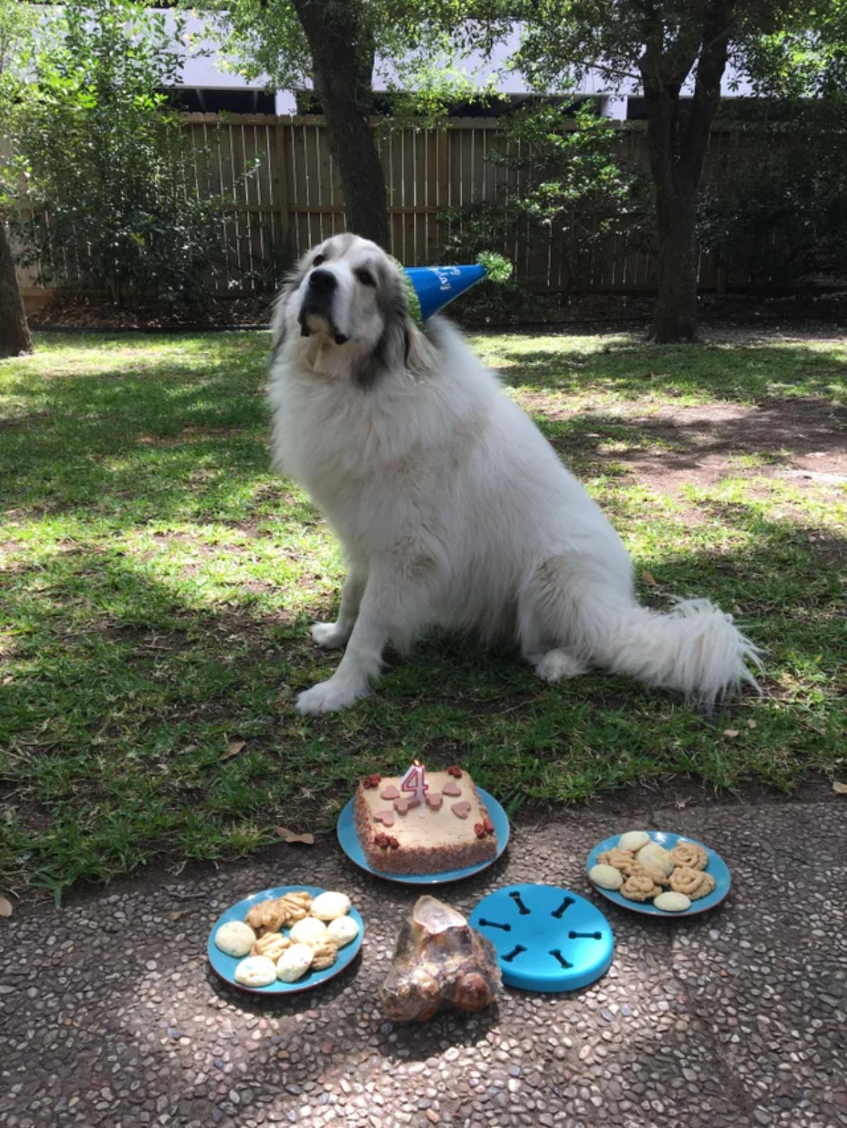 large white and grey fluffy dog in a garden wearing a blue and green party hat with plates of treats on the floor in front of the dog