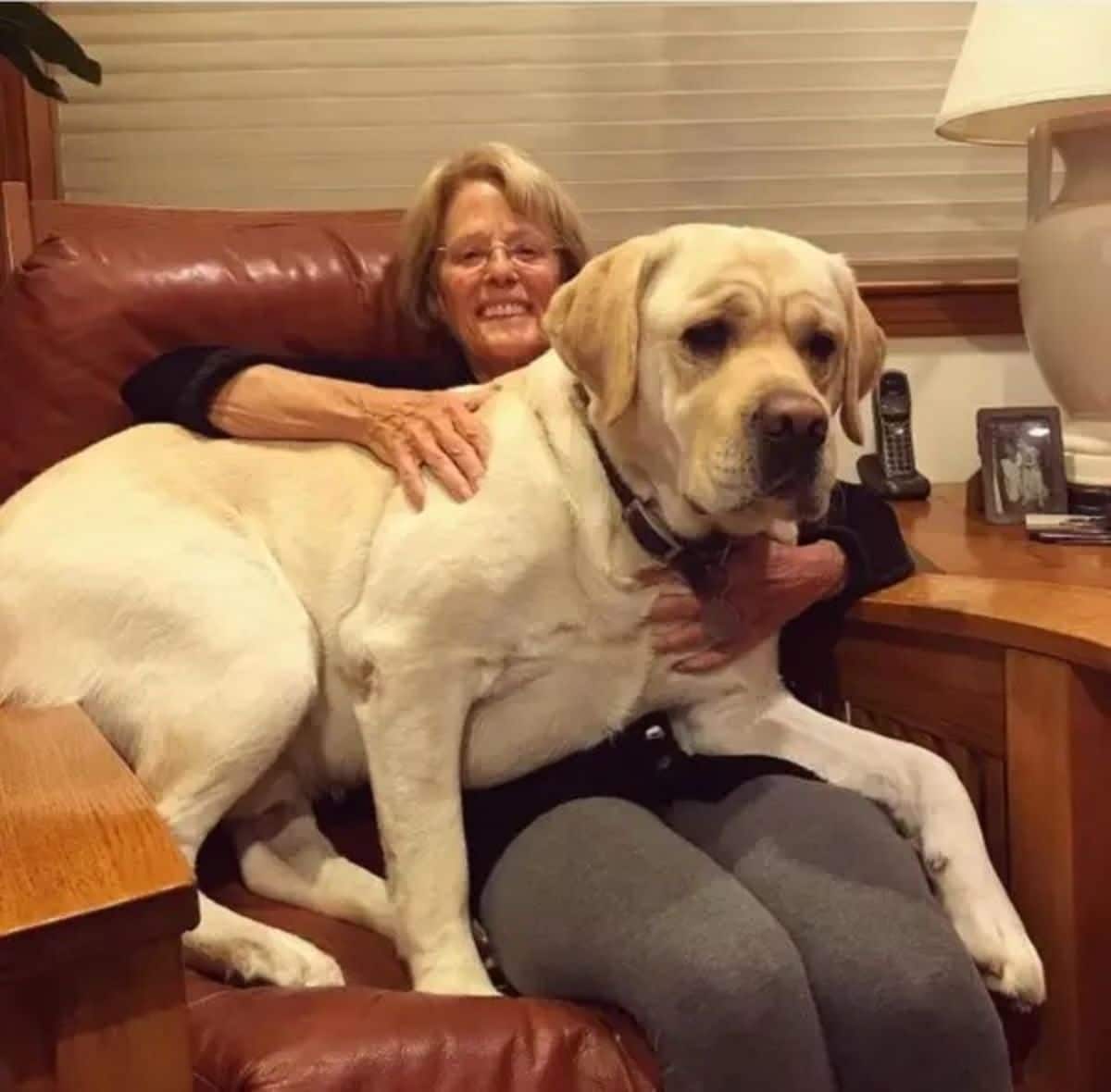 large white dog laying on an old woman's lap