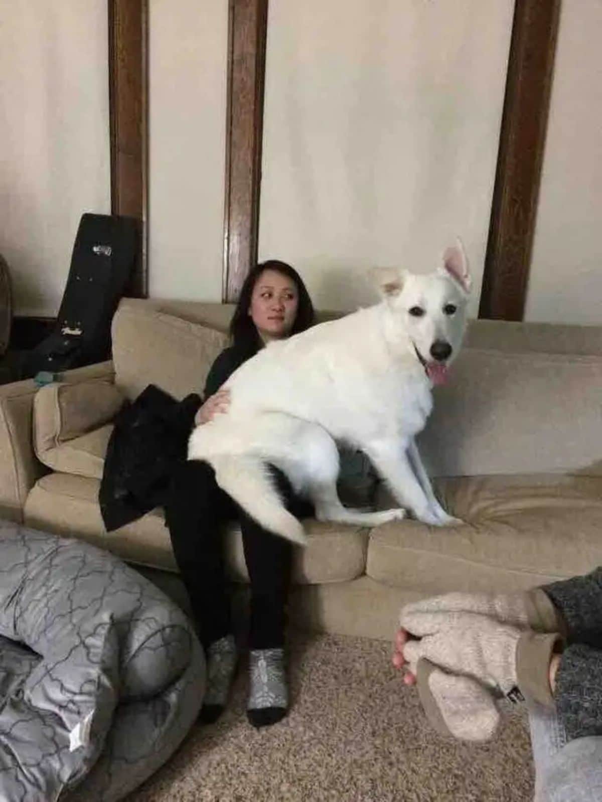 large white dog sitting on a woman's lap