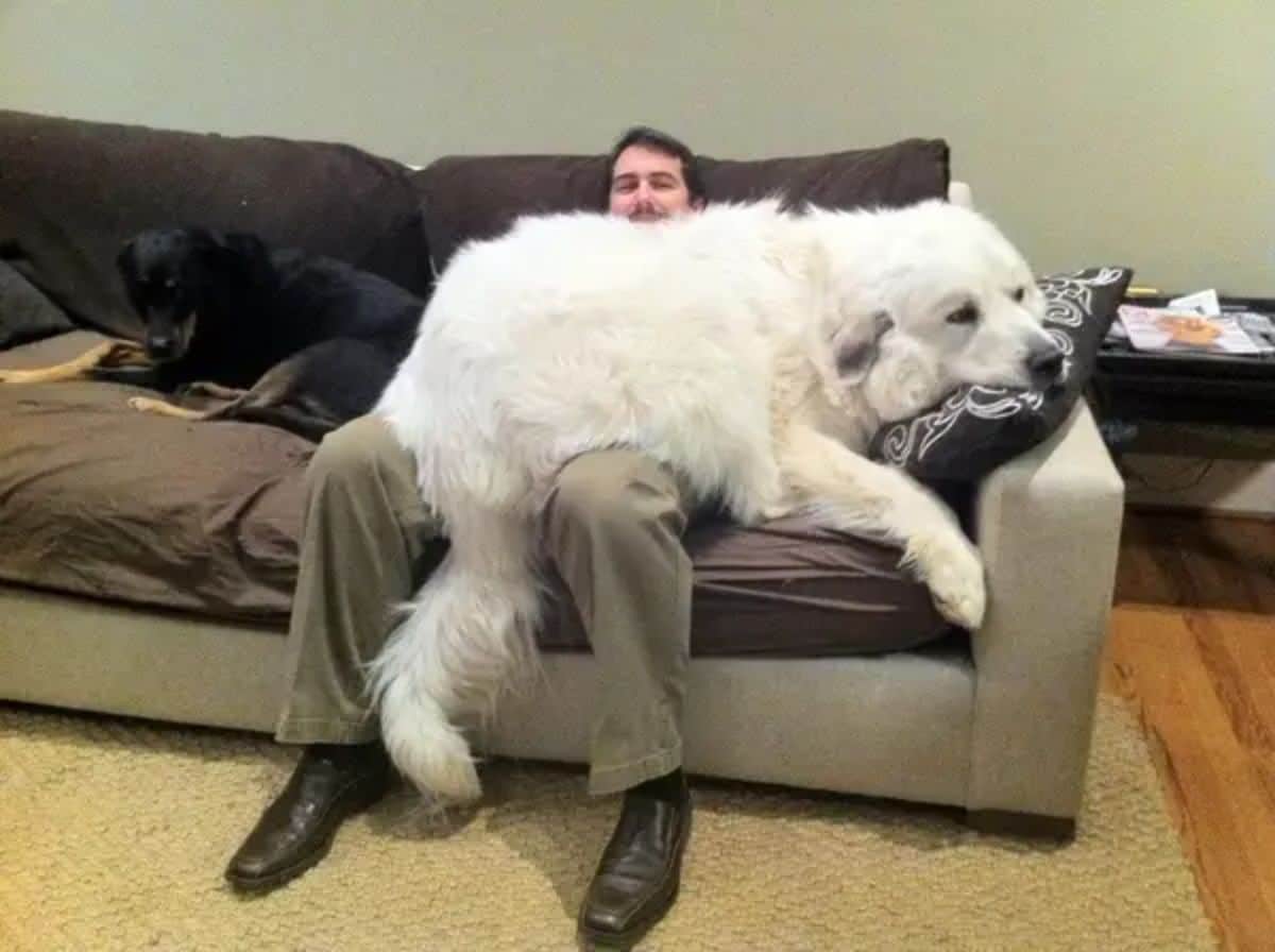 large white fluffy dog laying on a man sitting on a brown sofa
