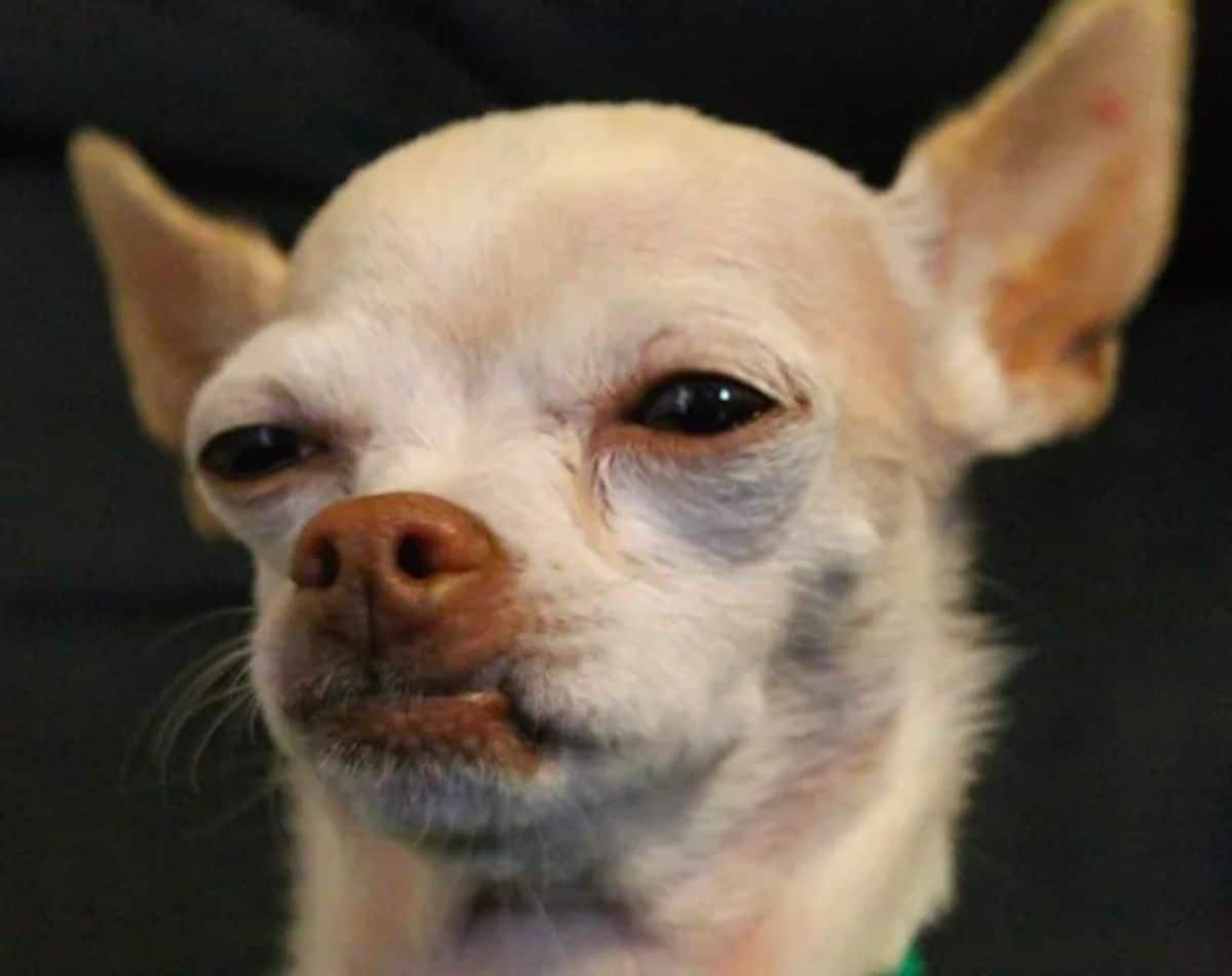 light brown chihuahua with its eyes half open