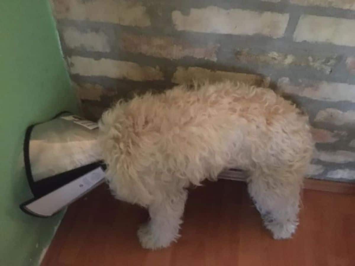 light brown poodle wearing a transparent cone of shame with the cone and the head placed against a green wall