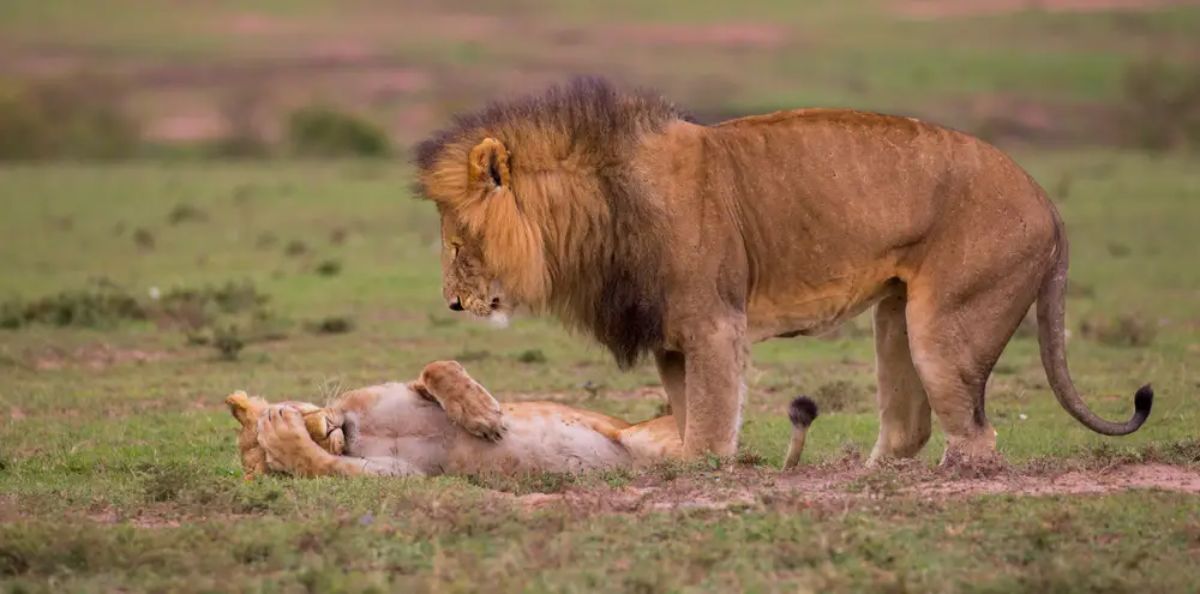 lion standing over lioness laying on the ground with one paw over the eyes