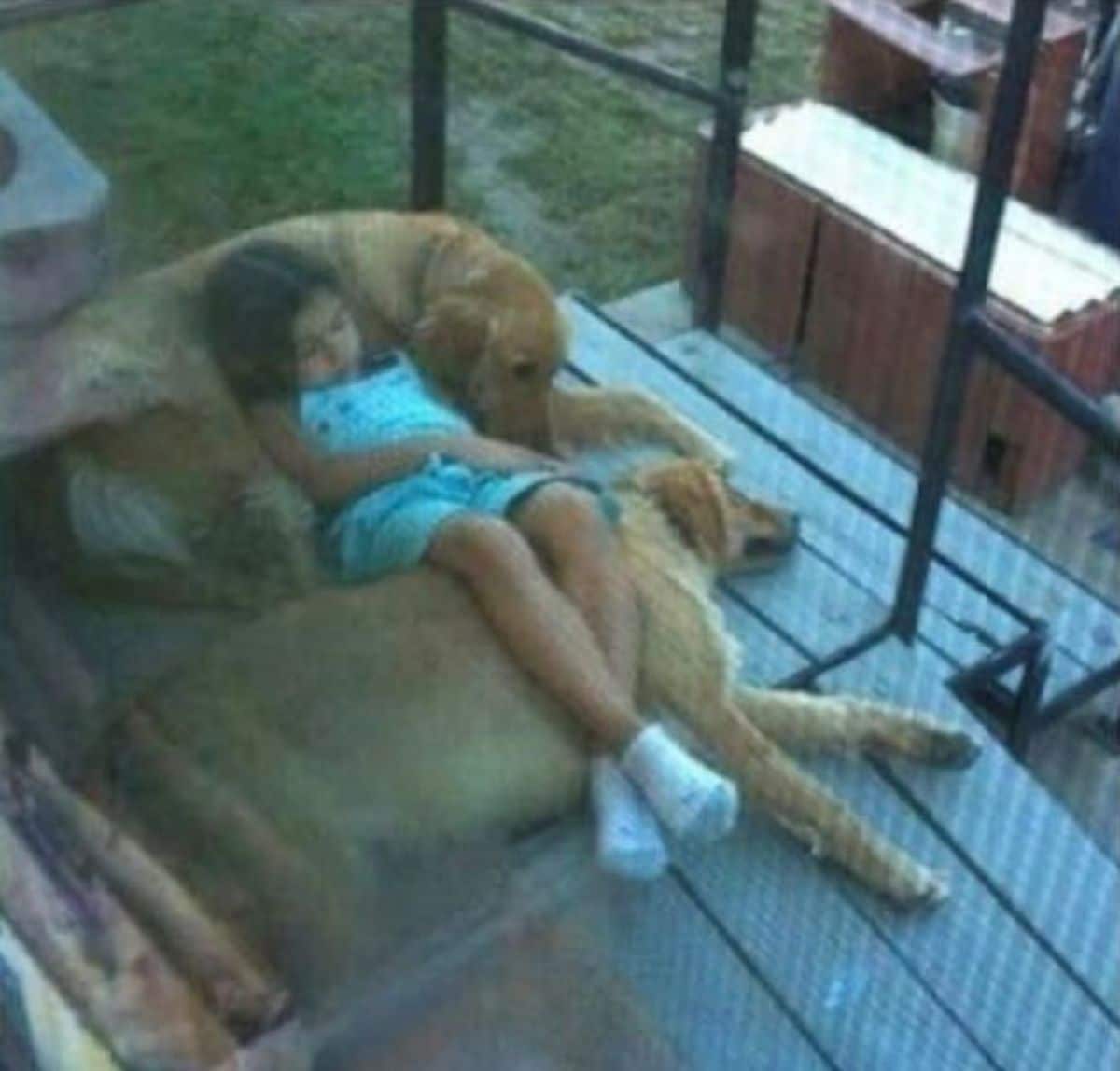 little girl laying and sleeping on 2 golden retrievers on a porch