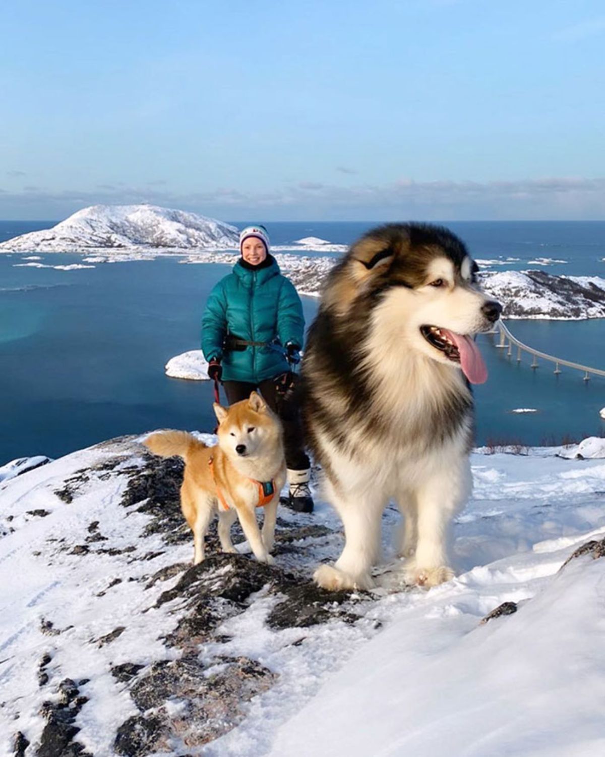 malamute standing on snow with a woman holding a brown and white akita behind the malamute