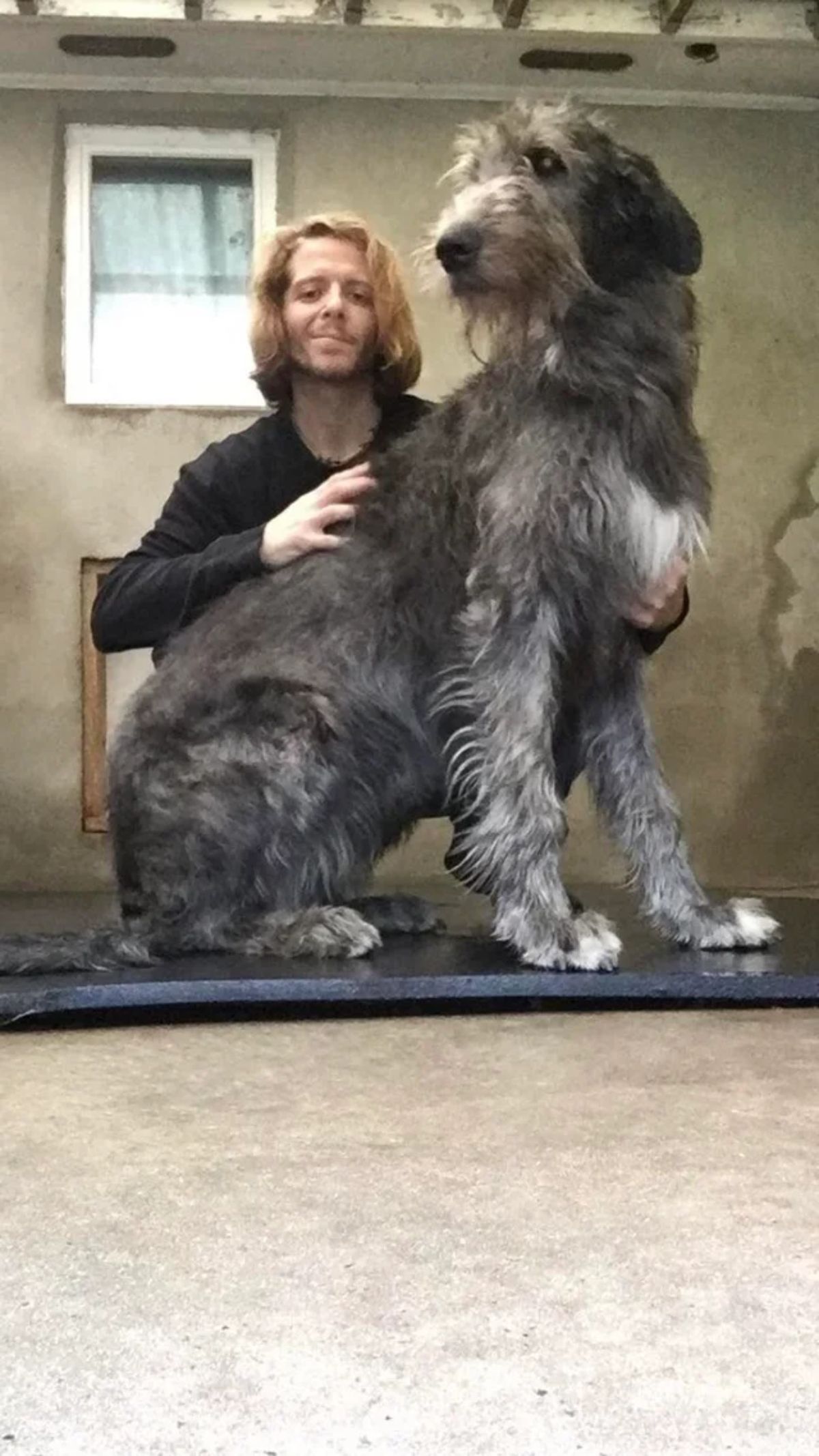 man holding onto a grey black and white irish wolfhound sitting on a blue surface