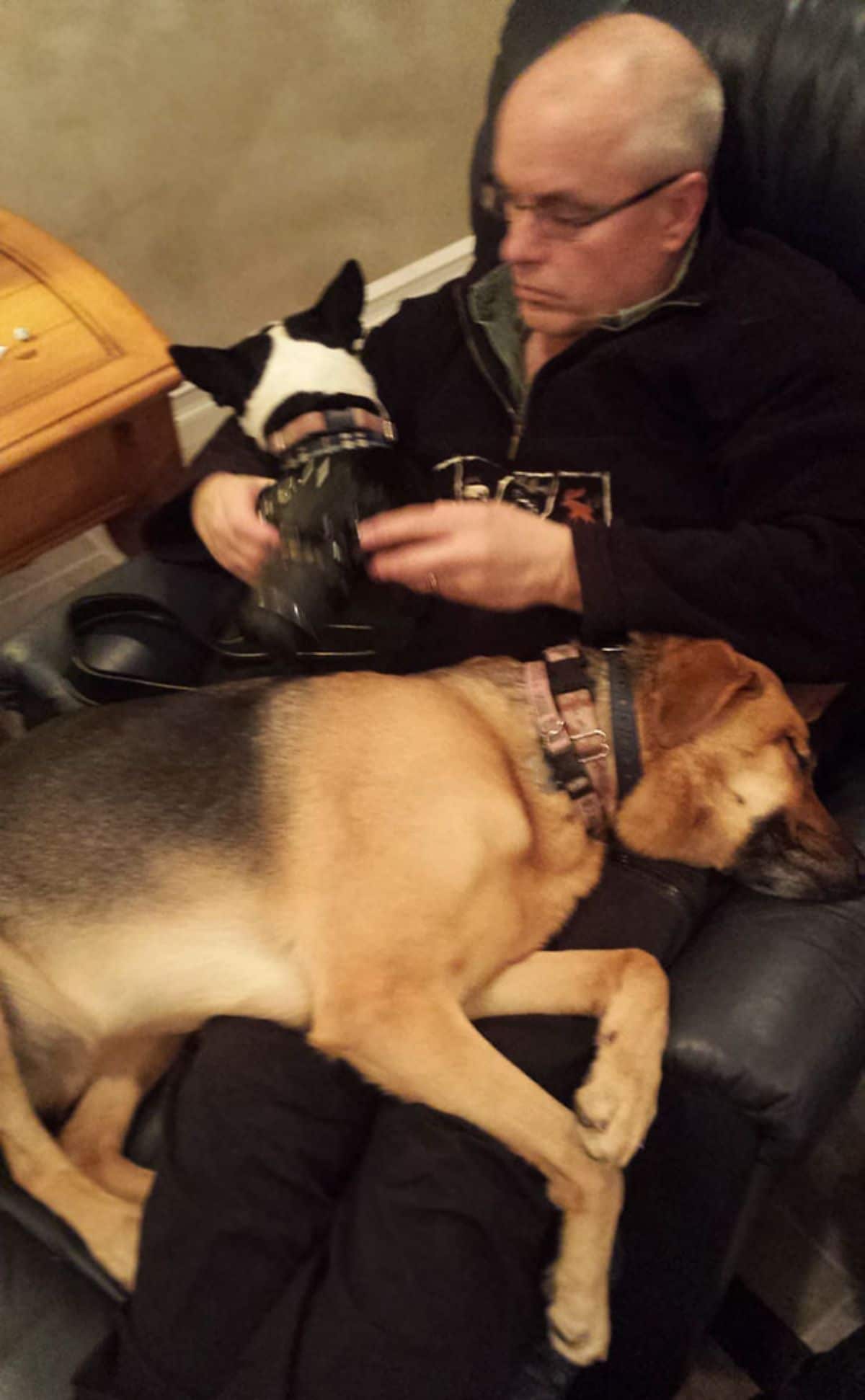 man sitting on chair with a black and white dog and a brown and black dog on his lap