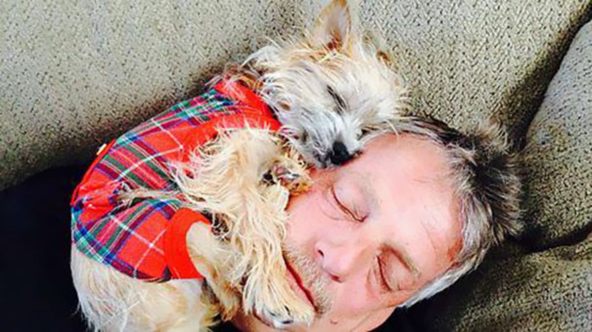man sleeping on brown couch with small white and brown dog in a red plaid shirt sleeping on the man's face
