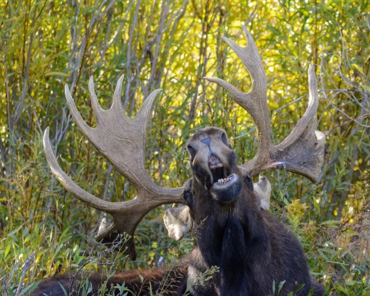 moose with huge antlers with its mouth open in a forest